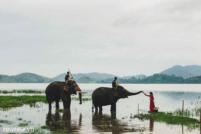 Elephant in Lak lake