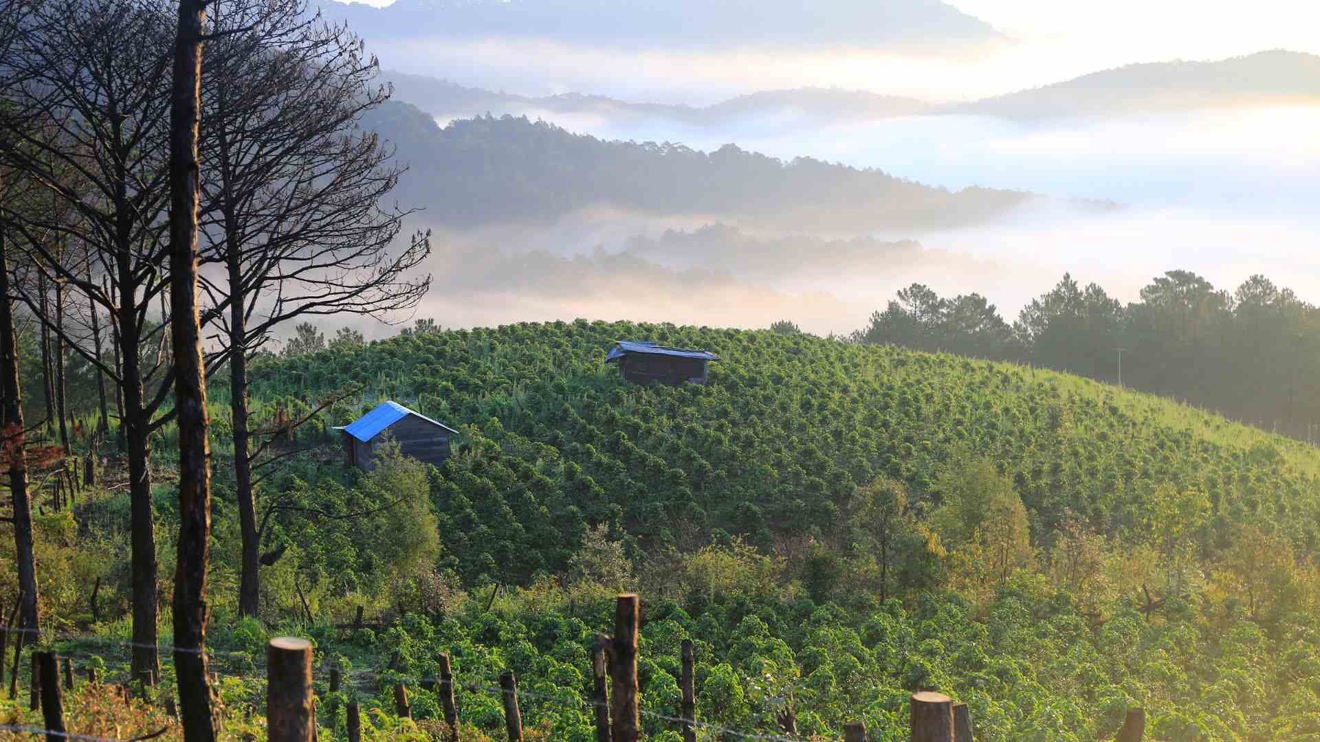 Discover the Best Dalat Coffee Farm Tour with Rew Rew Adventures