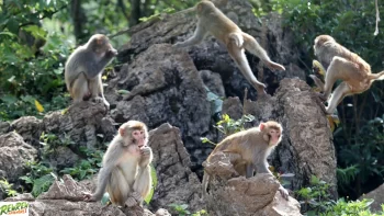 Hai Van Pass Easy Rider Tours – 1 Day Routes Hue Hoi An Motorbike Tour - Easy Riders Rew Rew