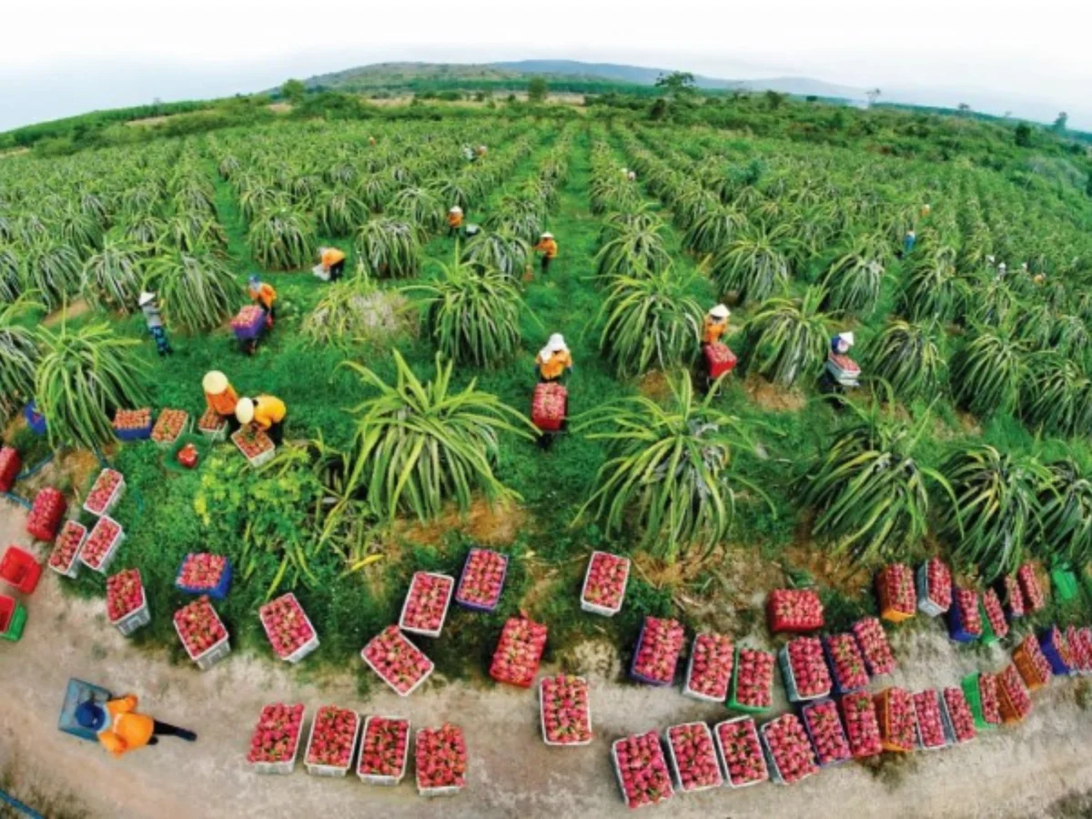 Da Lat to Mui Ne Easy Rider Tours | 1 to 4 Days 9